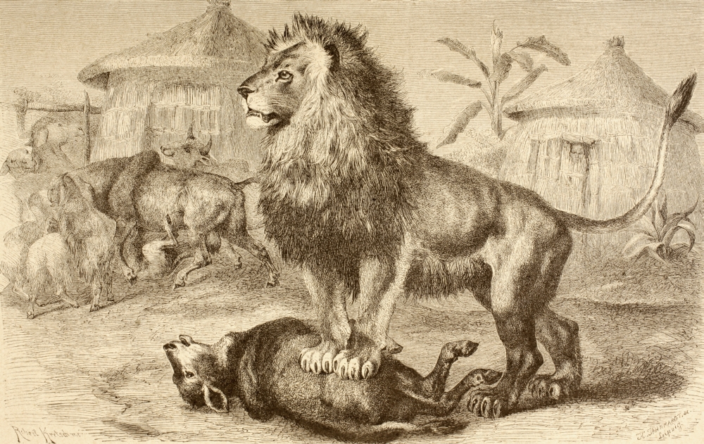 A Lion After Making A Kill In The Middle of An African Village From La Vida De Los Animales Published Spain Circa 1885 Poster Print, 18 x 11