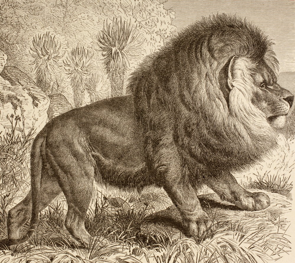 DPI1877772 The Cape Lion, Now Extinct From La Vida De Los Animales Published Spain Circa 1885 Poster Print, 15 x 14