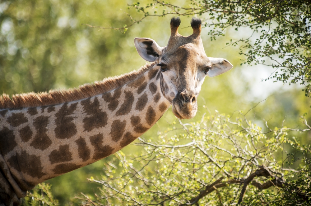 DPI12281722LARGE Giraffe Giraffa Camelopardalis Kruger National Park - South Africa Poster Print - 38 x 24 in. - Large