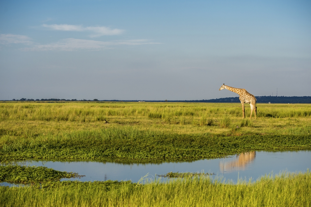 Giraffe Giraffa Camelopardalis Chobe National Park - Kasane Botswana Poster Print - 38 x 24 in. - Large