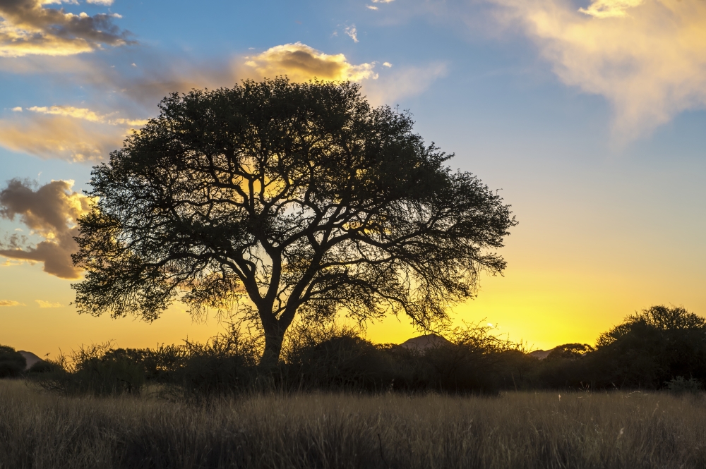 Tree Silhouetted by The Sun at Dusk - Namibia Poster Print
