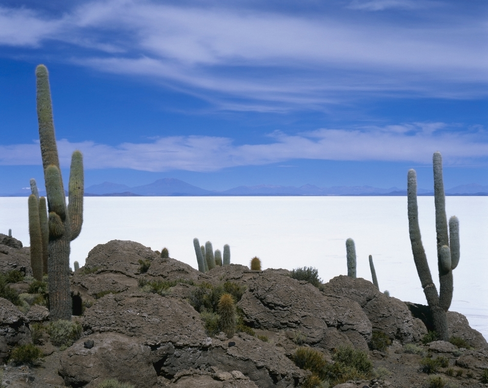 Local Flora - Uyuni Salt Flat Poster Print - 34 x 26 - Large