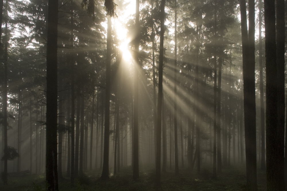 Misty Pine Forest with Sun Ray Poster Print, 34 x 22 - Large