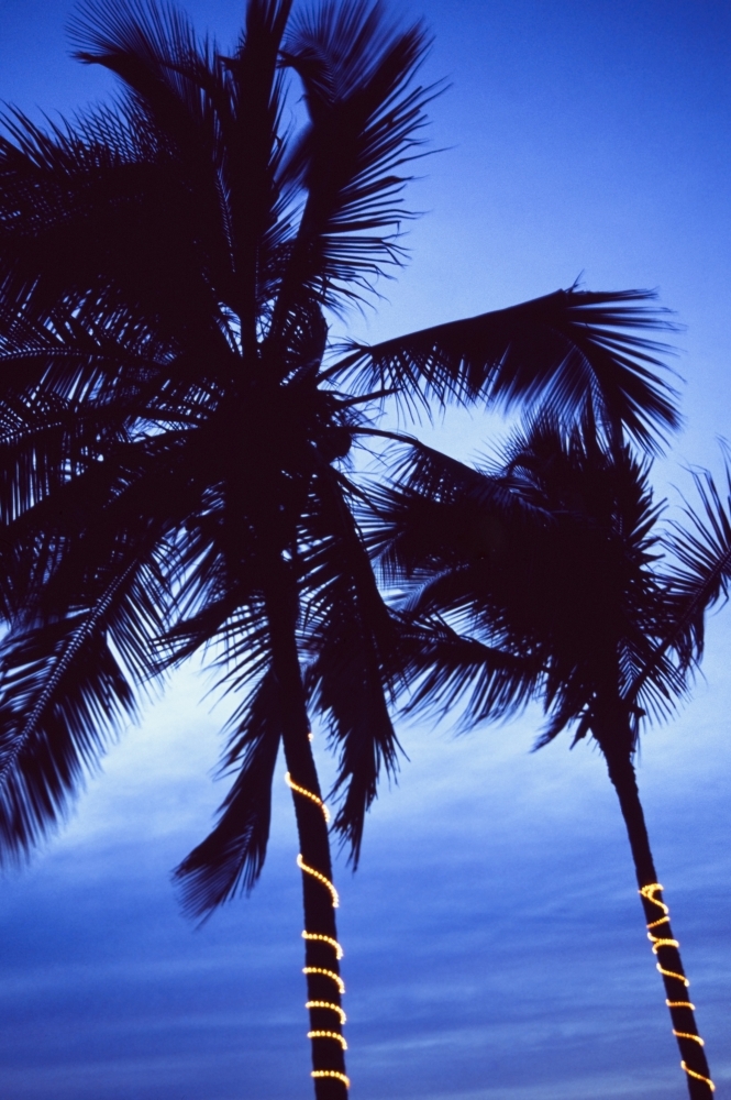 Palm Trees Decorated with Christmas Lights Poster Print, 24 x 38 - Large