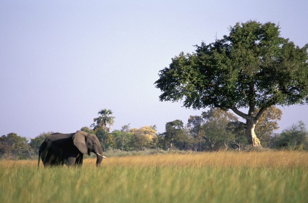 Elephant Grazing In Water Meadows Poster Print, 34 x 22 - Large
