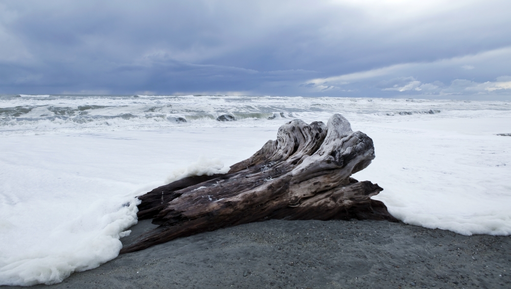 West Coast Surf Approches Driftwood Tree Stump That Has Been Washed Up - South Island New Zealand Poster Print - 40 x 22 in. - Large -  BrainBoosters, BR936930