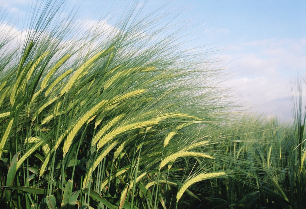 Wheat Fields In England. Close-Up Poster Print - 16 x 11