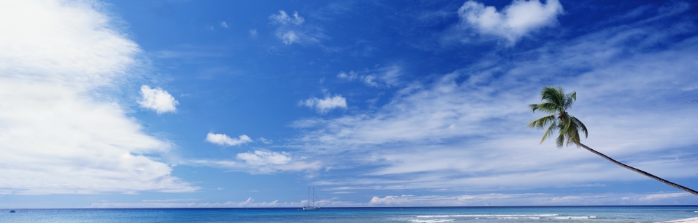 Palm Tree On Beach Poster Print - 38 x 12