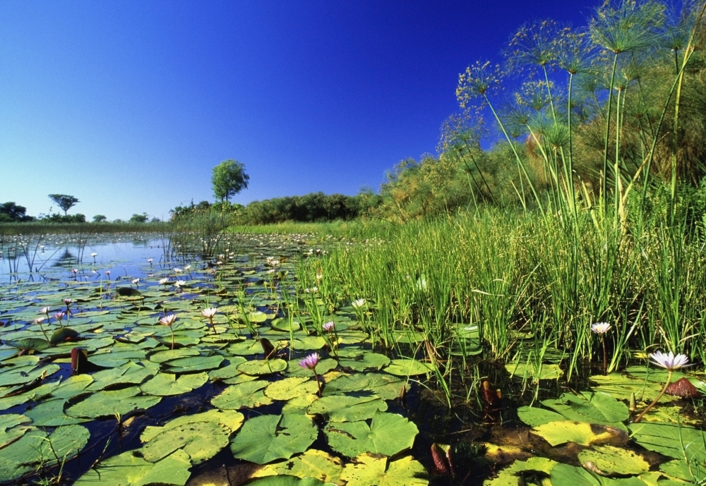 DPI1879727LARGE Lily Pads In A River, Okavango Delta Poster Print, 34 x 22 - Large