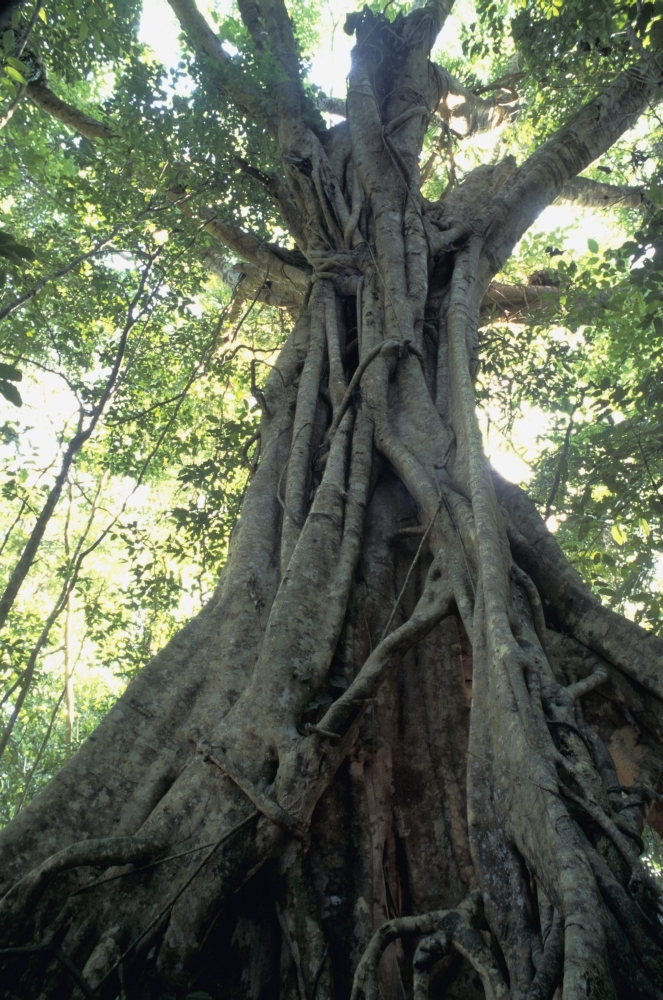 Strangler Fig - Low Angle View Poster Print