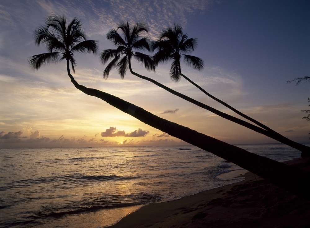 Palm Trees On Beach At Sunset Poster Print - 18 x 13