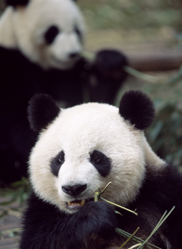 Pandas Eating Bamboo Poster Print - 13 x 18