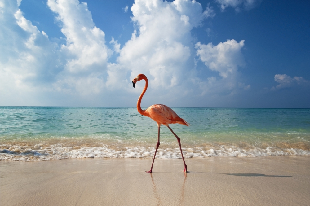 Flamingo Walking Along Beach Poster Print