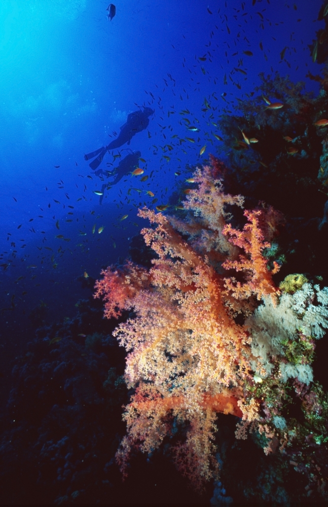 Two Silhouetted Divers Behind Soft Corals In The Red Sea Poster Print