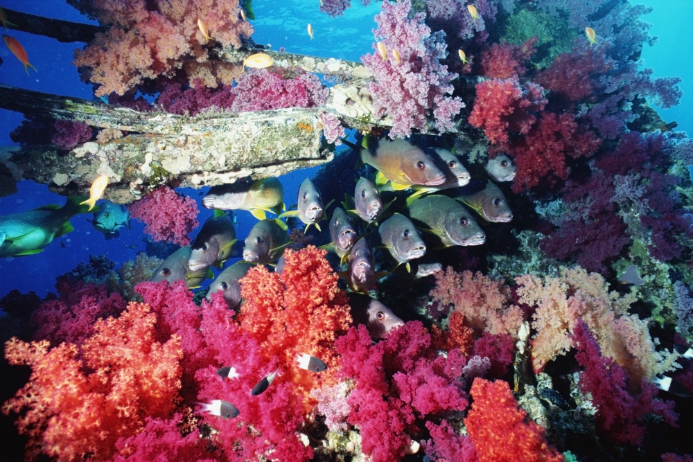 Fish & Colourful Corals Poster Print - 17 x 11