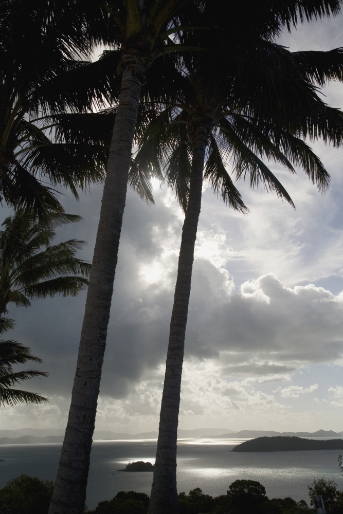 DPI1879802 Palm Trees Silhouetted Against Dark Cloudy Sky Poster Print, 12 x 19