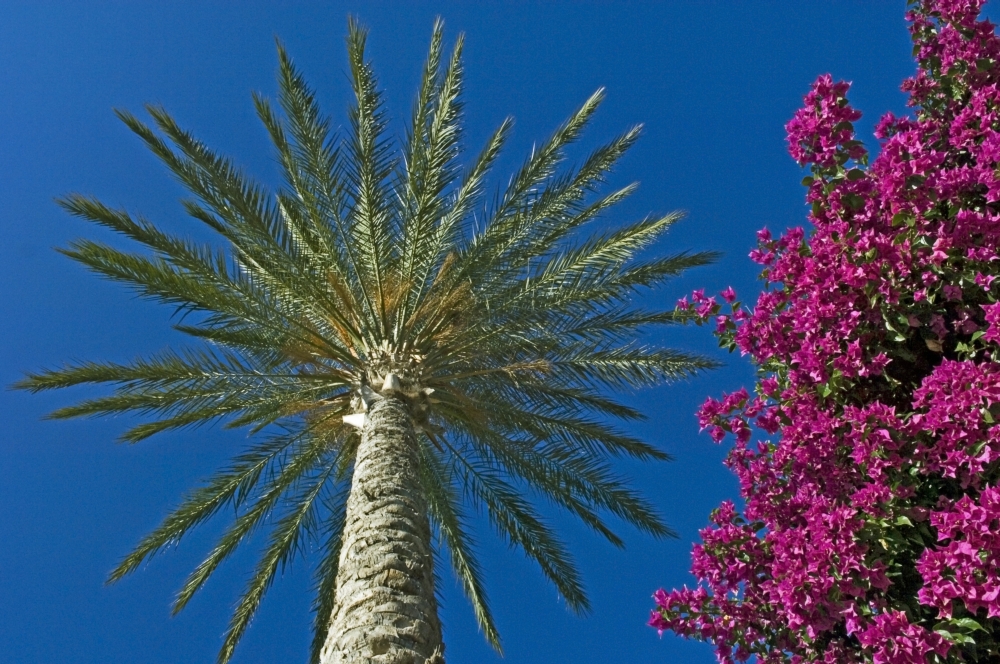 Palm Tree & Pink Flowers, Close Up Poster Print, 17 x 11