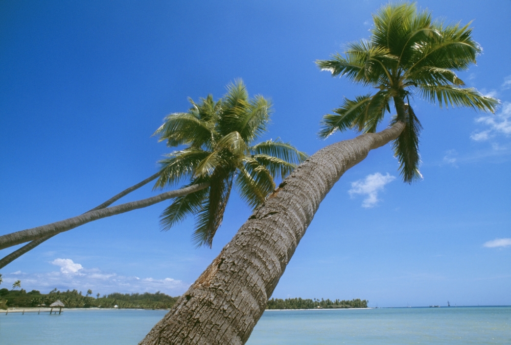 Palm Trees On A Tropical Beach - Fiji Poster Print