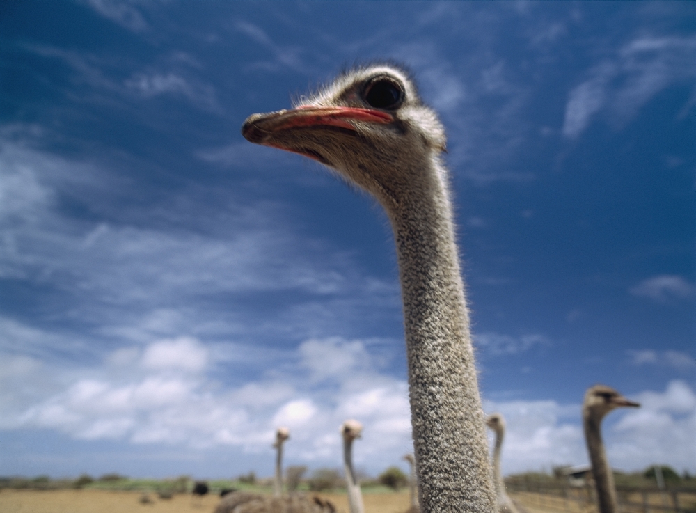 Ostriches On Ostrich Farm Poster Print - 36 x 26 - Large