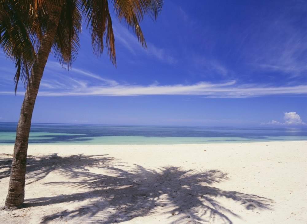 Palm Tree On Tropical Beach - Playa Ancon Poster Print