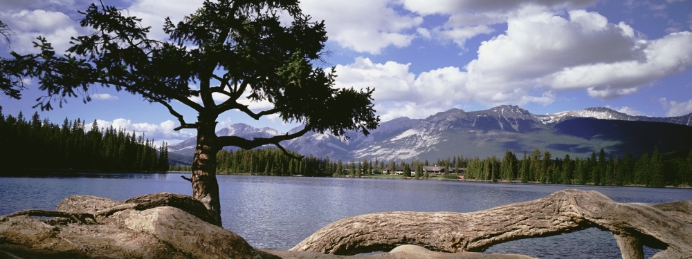 Tree & Fallen Tree Beside Lake Beauvert Poster Print, 44 x 16 - Large