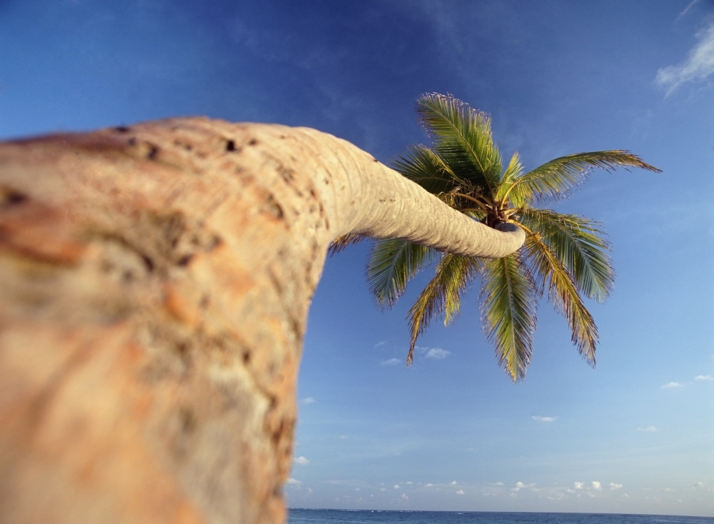 Palm Tree Above Bavaro Beach At Dawn Poster Print, 32 x 24 - Large