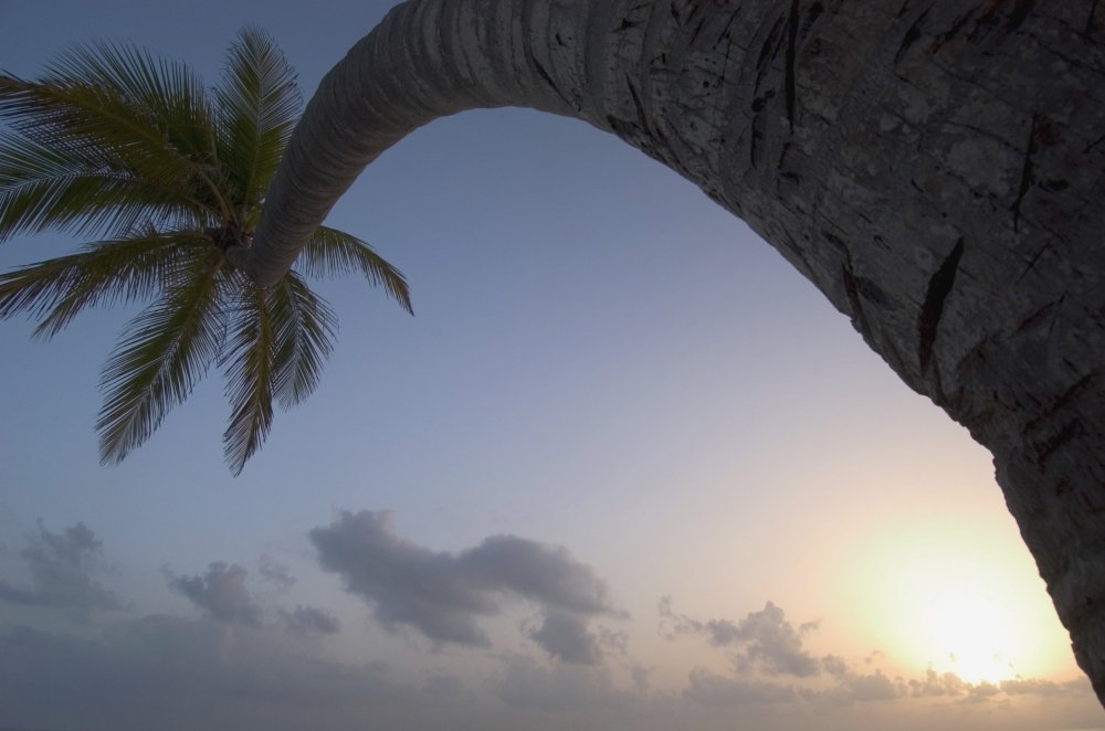 Curved Palm Tree At Sunset Poster Print, 34 x 22 - Large