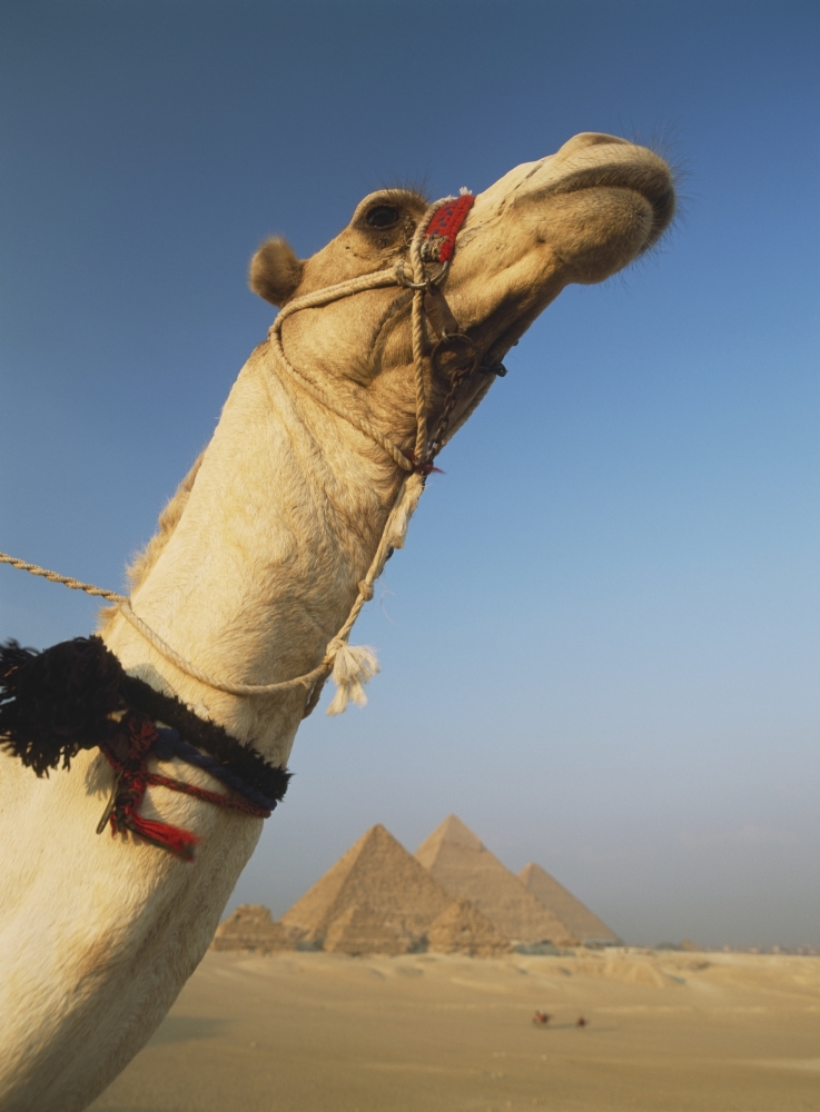 Camel & Great Pyramids of Giza Poster Print, 26 x 36 - Large