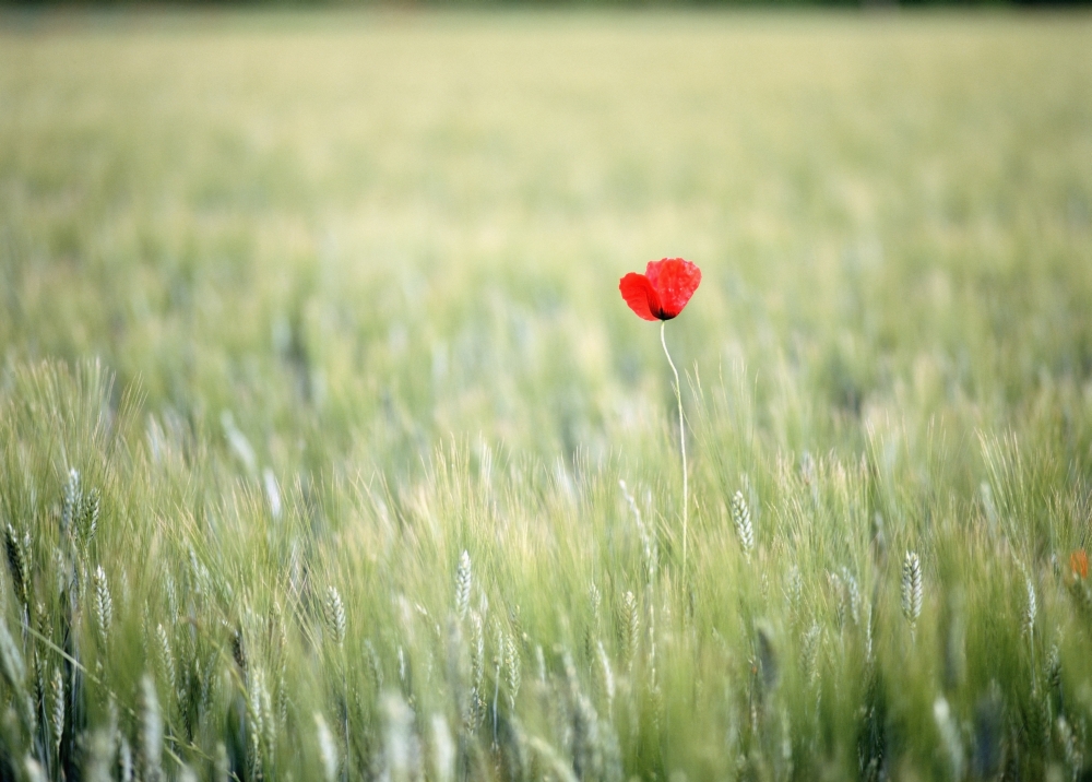 Red Poppy In Wheat Field Poster Print - 32 x 24 - Large