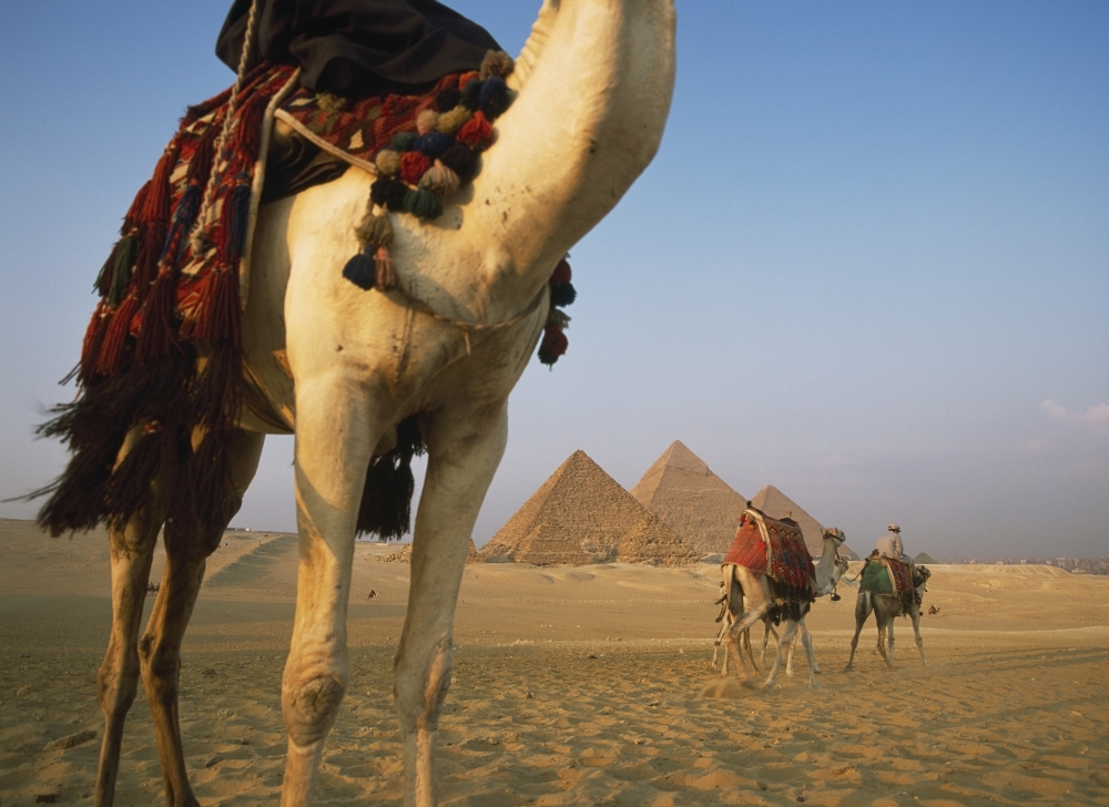 Camels & Great Pyramids of Giza Poster Print
