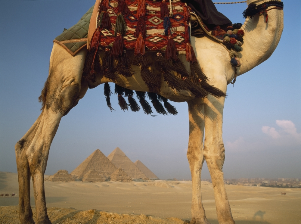 Looking Under Camel to Great Pyramids of Giza Poster Print