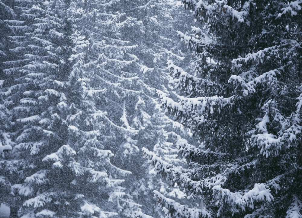 Pine Trees Covered In Snow - Les Arcs Poster Print