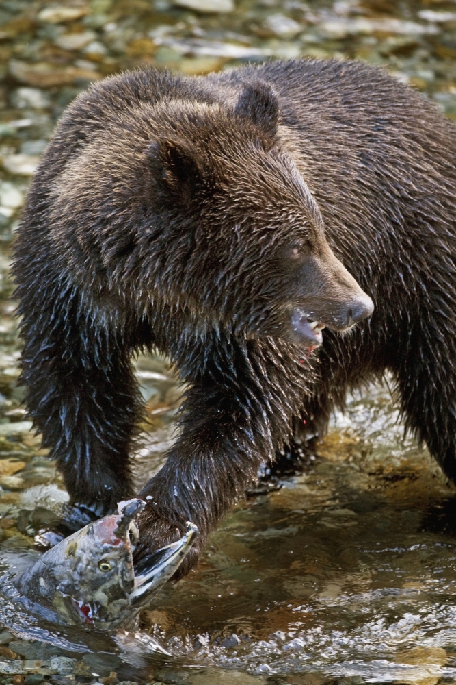 Picture of Posterazzi DPI1881251 Grizzly Bear Biting Salmon - Hyder, Alaska, USA Poster Print, 13 x 20