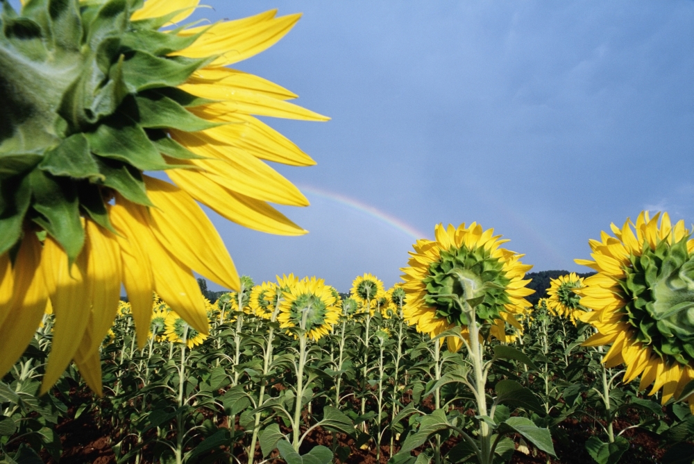 Sunflowers & Rainbow Poster Print - 17 x 11