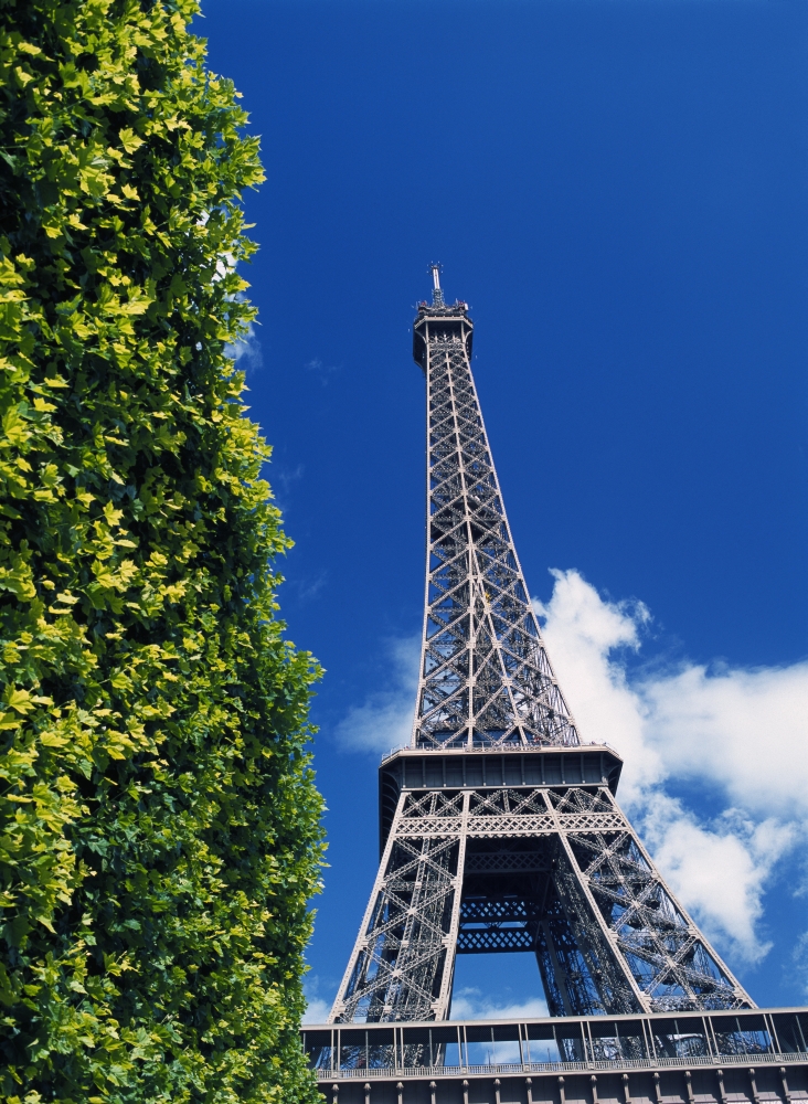 The Eiffel Tower & Shrub Poster Print - 13 x 18