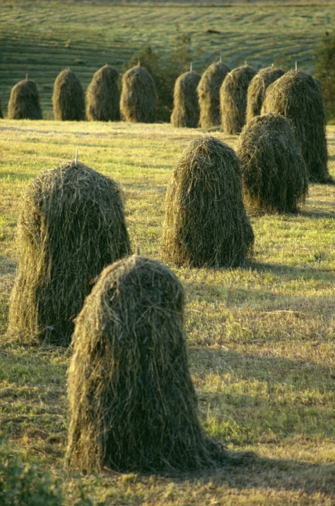 Hay Stacks Lined Up In Green Fields Poster Print - 11 x 17