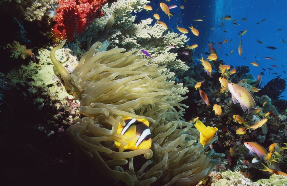 Red Sea Anemone Fish Amphiprion Bicinctus In Anemone Poster Print