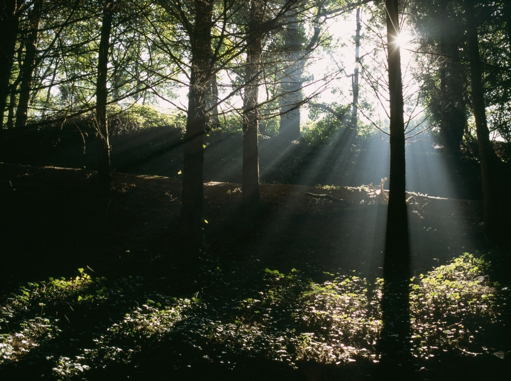 Sun Shining Through The Trees Poster Print - 17 x 13