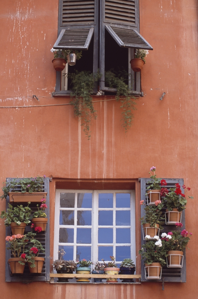 Plants On Window Sill Poster Print, 22 x 34 - Large
