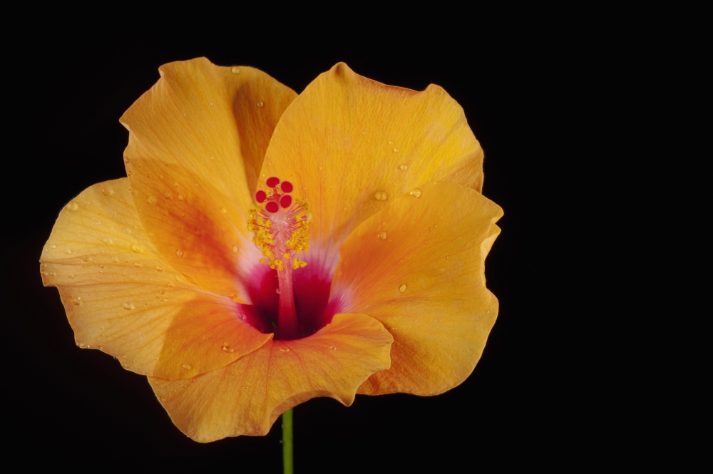 An Orange Hibiscus - Chiang Mai - Thailand Poster Print