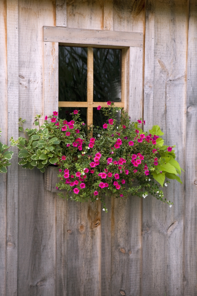 Wooden Shed with A Flower Box Under The Window - Flesherton - Ontario - Canada Poster Print - 13 x 20