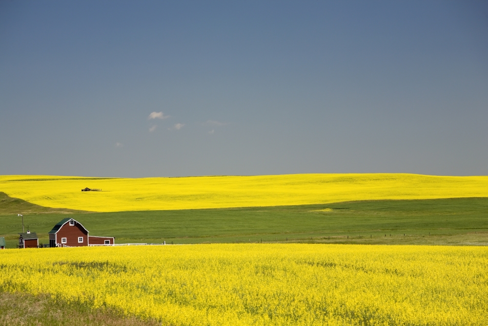 Flowering Canola Fields & A Red Barn - Alberta - Canada Poster Print - 20 x 13