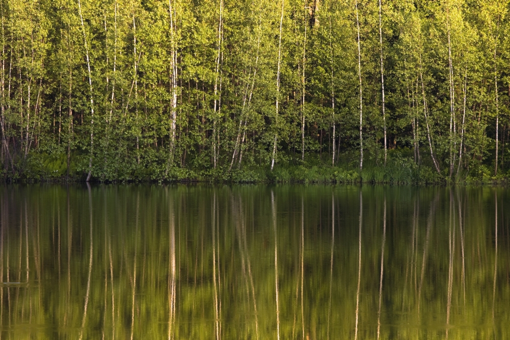 Trees Reflected In The Water - Foster - Quebec - Canada Poster Print