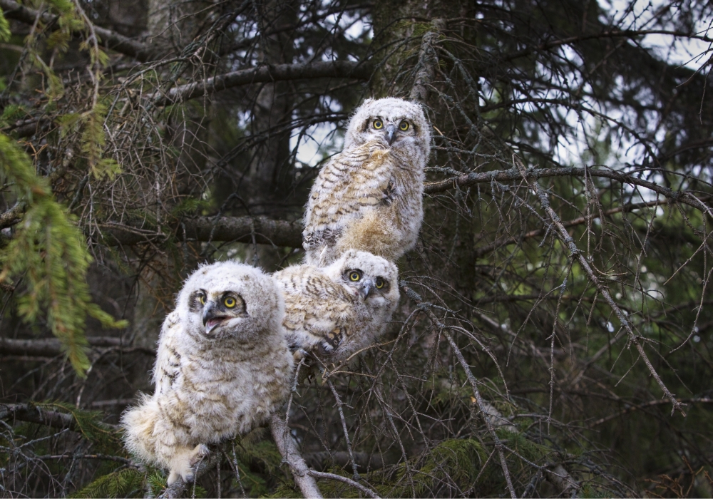 Picture of Posterazzi DPI1883066LARGE Three Great Horned Owl Bubo Virginianus Chicks In A Tree - Edmonton, Alberta, Canada Poster Print, 38 x 26 - Large