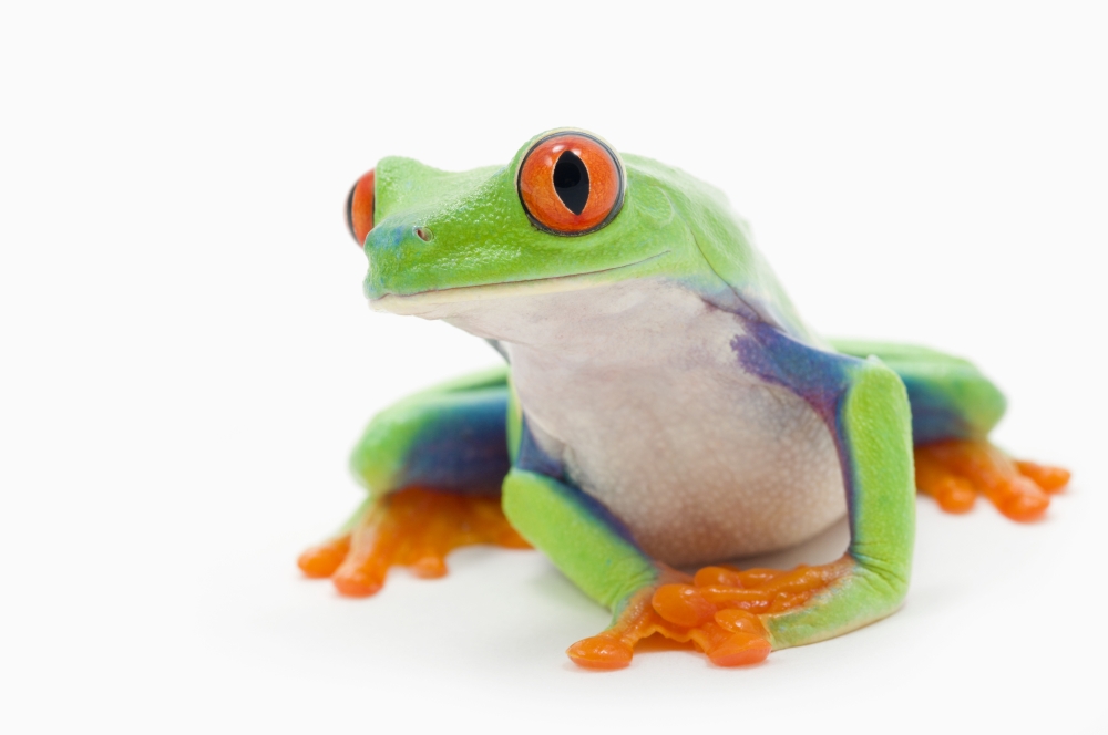 DPI1882698LARGE Red-Eyed Treefrog Agalychnis Callidryas - Alberta, Canada Poster Print, 34 x 22 - Large
