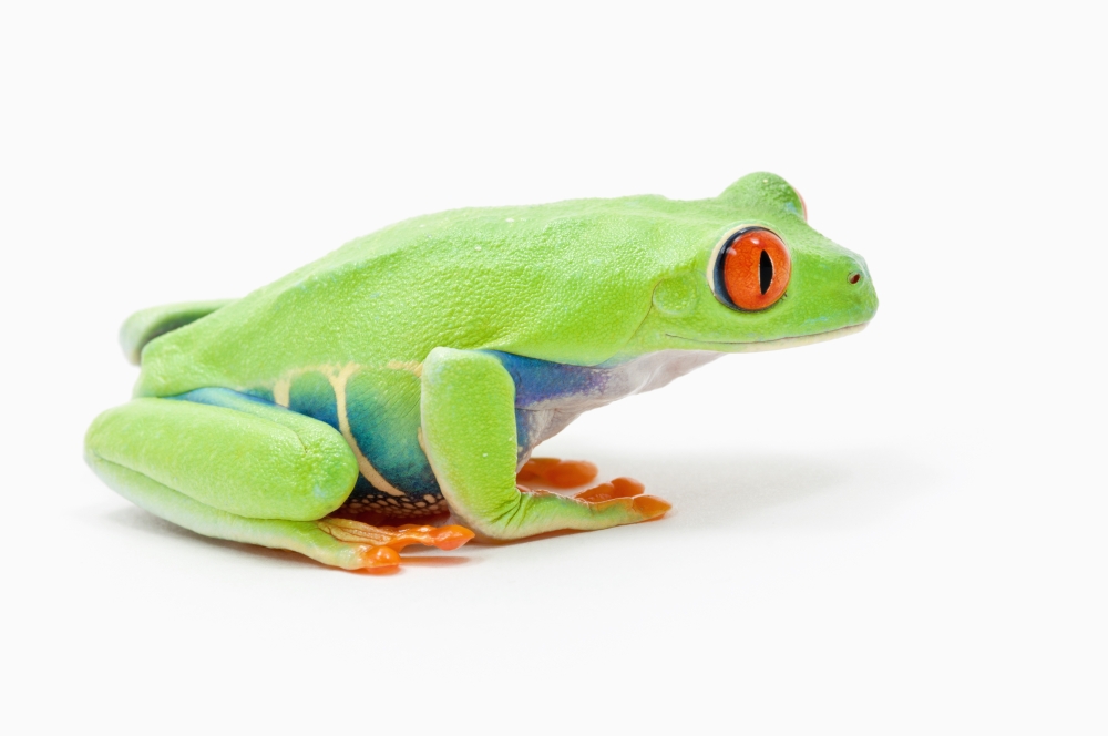 DPI1883018LARGE Red-Eyed Tree Frog Agalychnis Callidryas - Edmonton, Alberta, Canada Poster Print, 34 x 22 - Large