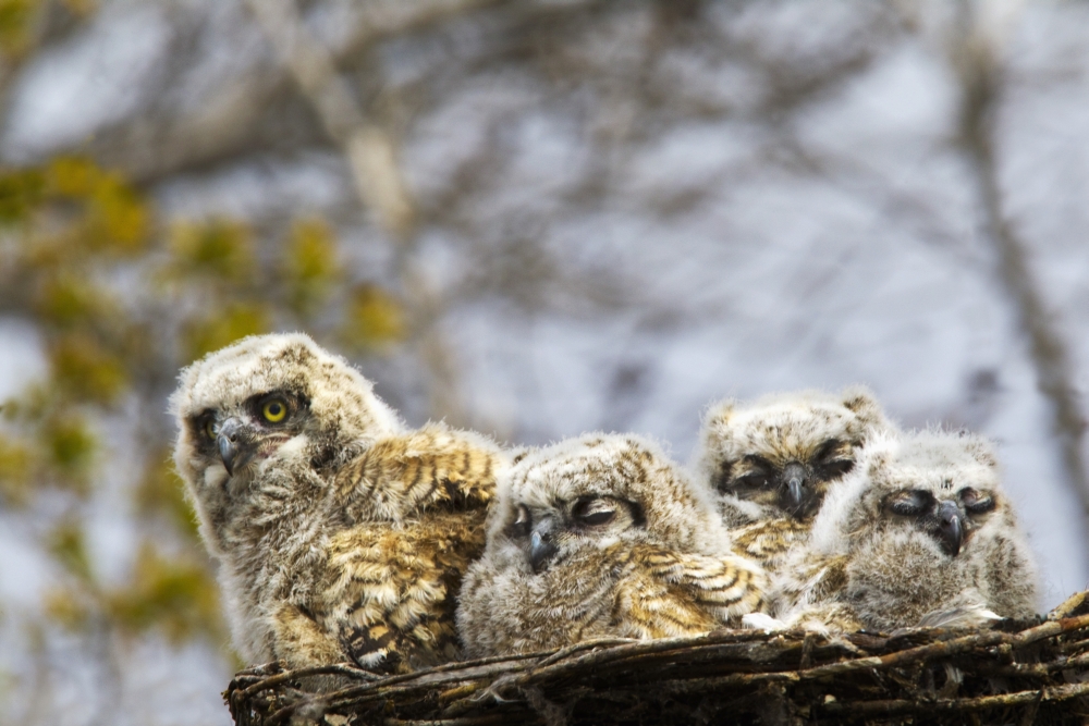 Picture of Posterazzi DPI1883061LARGE Four Great Horned Owl Bubo Virginianus Chicks - Edmonton, Alberta, Canada Poster Print, 38 x 24 - Large