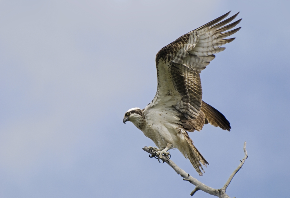 DPI1883253 Osprey Pandion Haliaetus On A Tree Branch - Calgary, Alberta, Canada Poster Print, 18 x 12