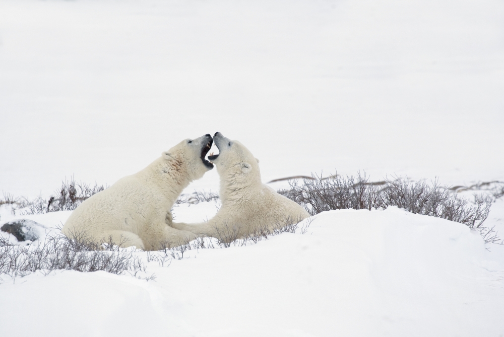 Picture of   Two Polar Bears Ursus Maritimus In A Humorous Looking Moment with Their Mouths Open As If Smelling Each Others Breath - Churchill&#44; Manitoba&#44; Canada Poster Print&#44; 38 x 24 - Large