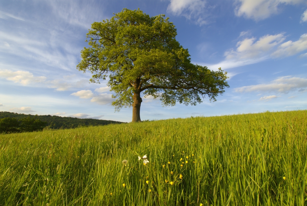 Single Oak Tree On A Hill Poster Print, 36 x 24 - Large